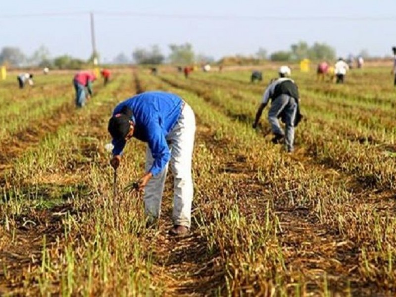 Agricultura genera más de 5 mil empleos en Guaymas