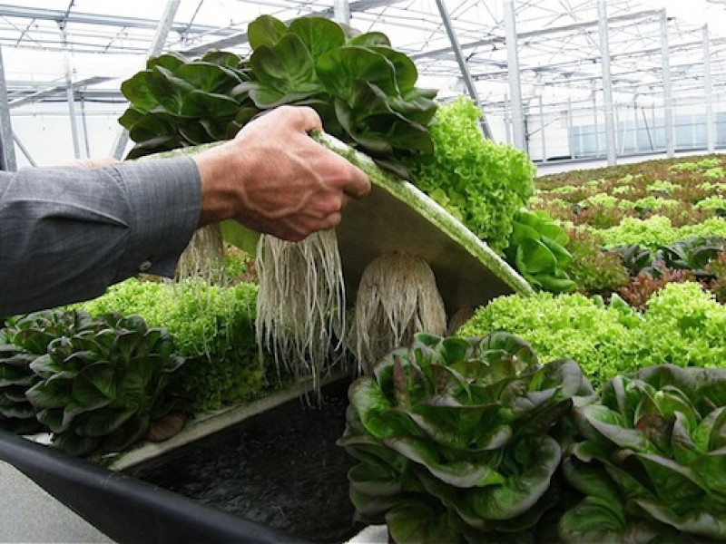 Agricultura sustentable, necesaria pero no está de moda