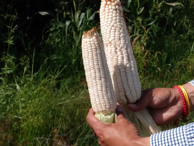 Agricultura sustentable incrementa producción de maíz en la región Zamora