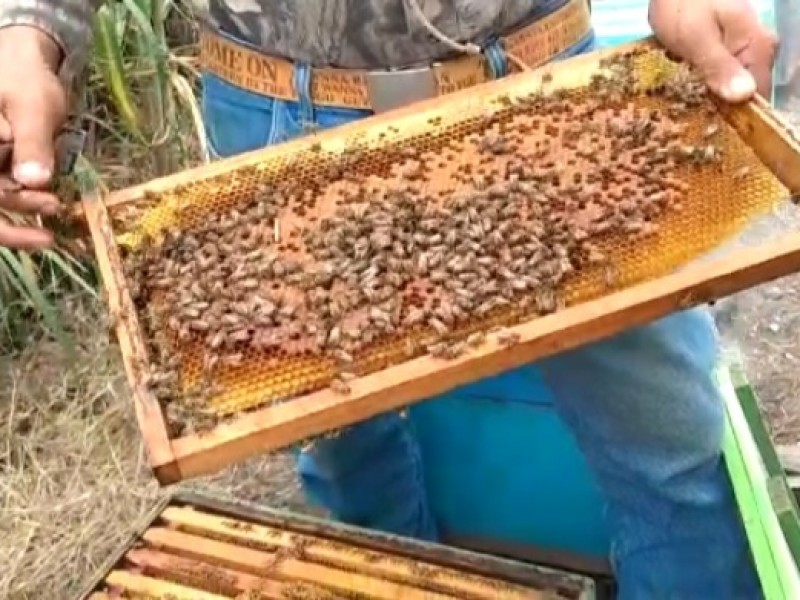 Agroquímicos, cambio climático y abeja africana afectan producción de miel