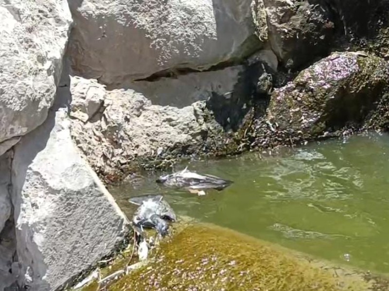 Agua verde y pájaros muertos en cascada de Ciudad Obregón