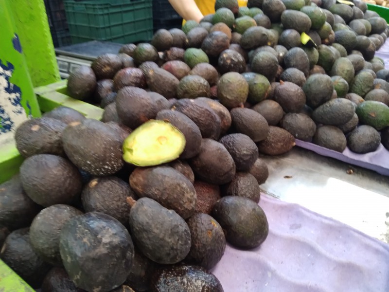 Aguacate aumenta su precio en Jalisco.