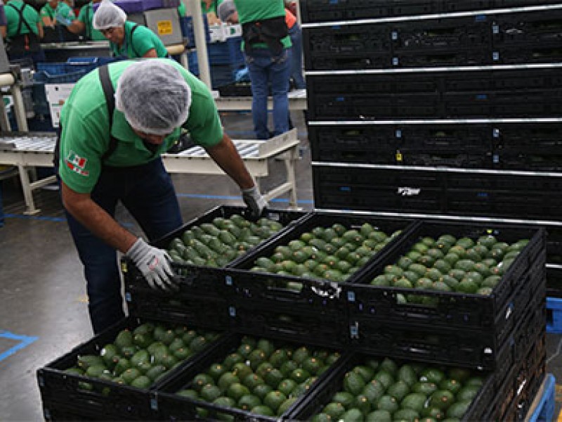 Aguacate, caro en México pero exportado a EE.UU