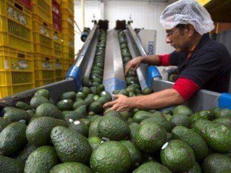 Aguacateros buscan ampliar hectáreas de cultivos en Michoacán