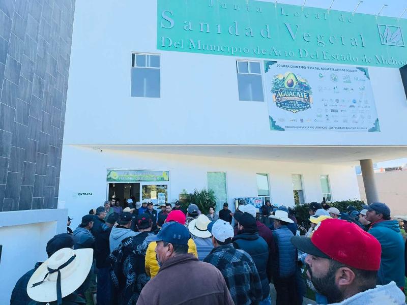 Aguacateros de Michoacán suspenden cortes por bajo precio de compra