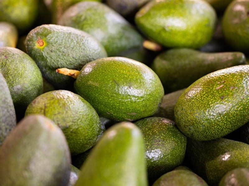 Aguacates criollos con potencial de exportación, mejores que el Hass