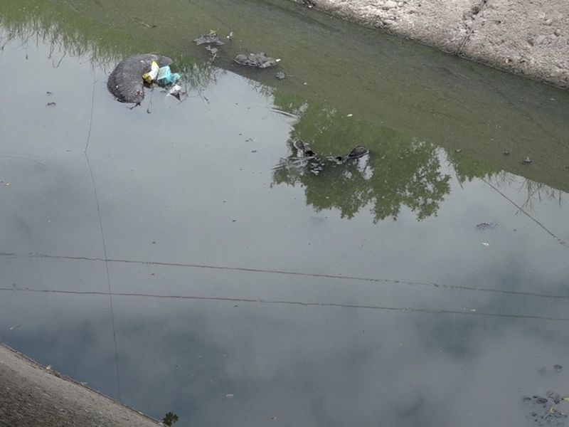 Aguas negras afectan a lerdenses, autoridades no hacen nada