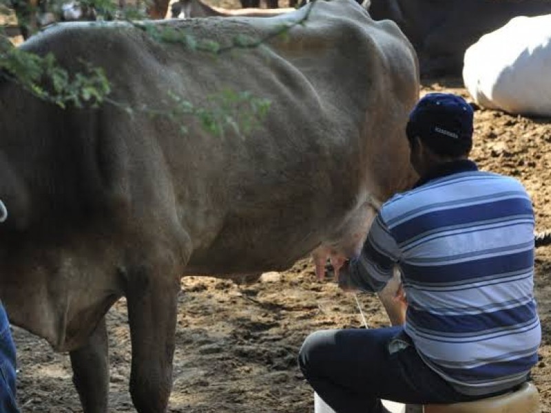 Ahome con producción baja histórica de leche