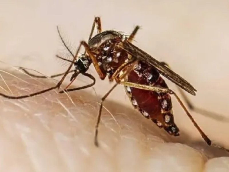 Ahome en alerta por dengue: suman 74 casos confirmados este año