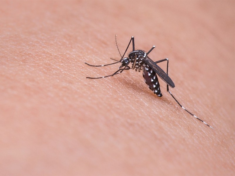 Ahome sin casos de dengue, confirma Jurisdicción Sanitaria