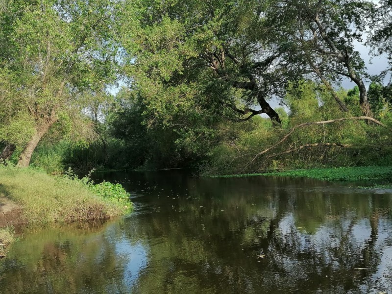 ¡Ahome también con alerta por cocodrilos! Piden alejarse del río