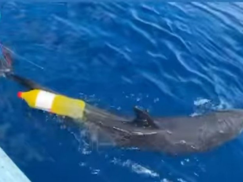 Ahora un delfín se atora en redes de pescadores
