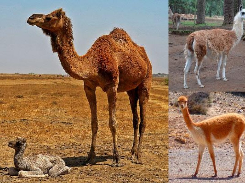 Aíslan anticuerpos de llamas para combatir Covid-19, administración vía aerosol