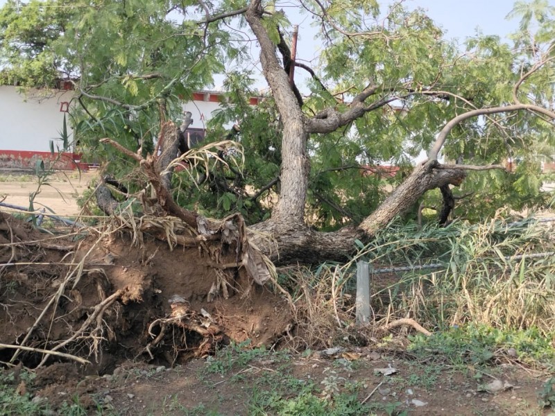 Ajalpan con árboles y postes caídos tras tormenta