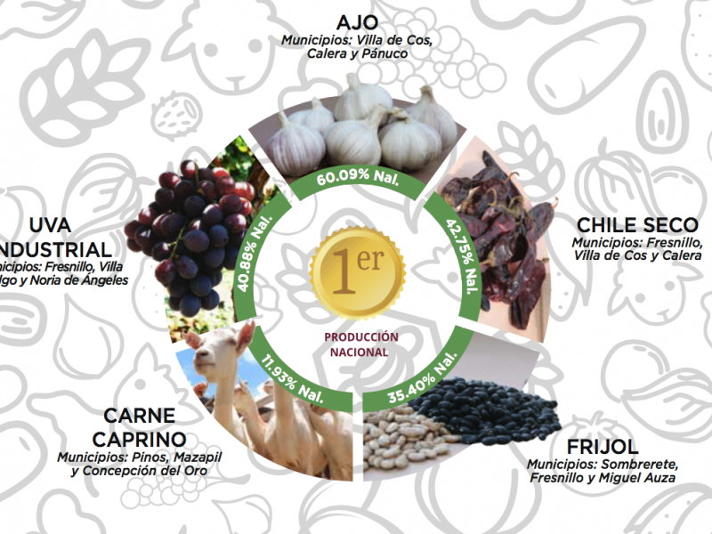 Ajo zacatecano con primer lugar en producción nacional