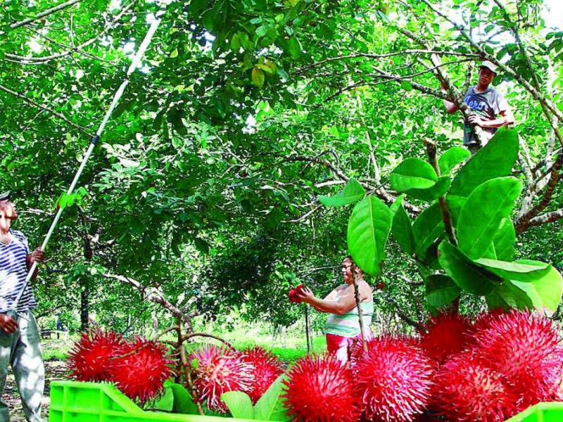 Al alza producción y comercialización de rambután