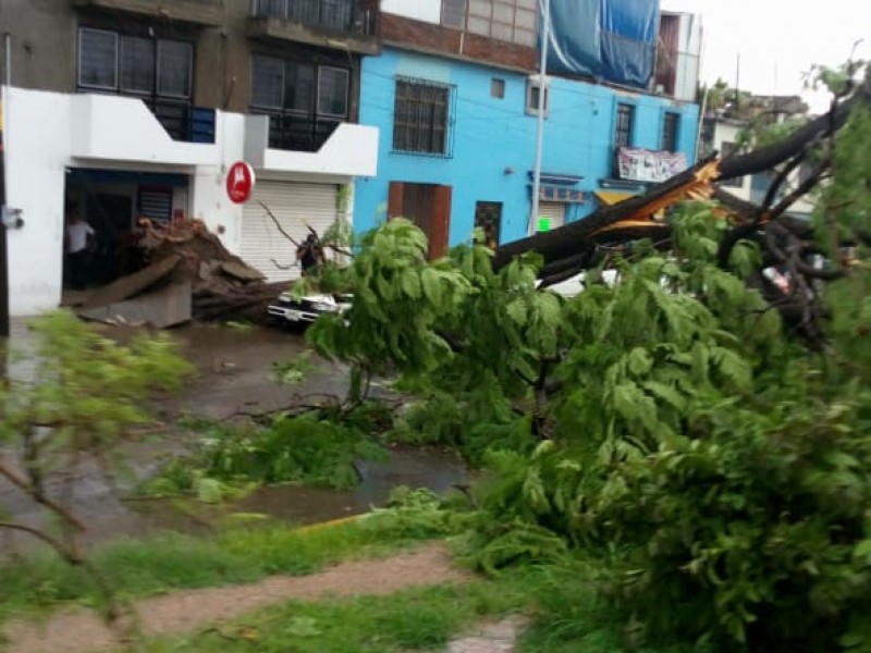 Al menos 20 árboles caídos por fuertes lluvias en Oaxaca