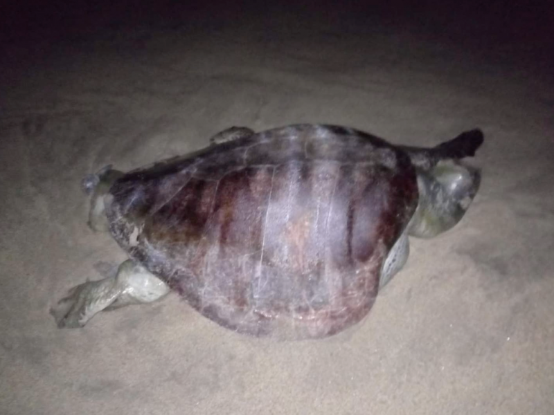 Al menos 30 tortugas muertas en Costa Grande