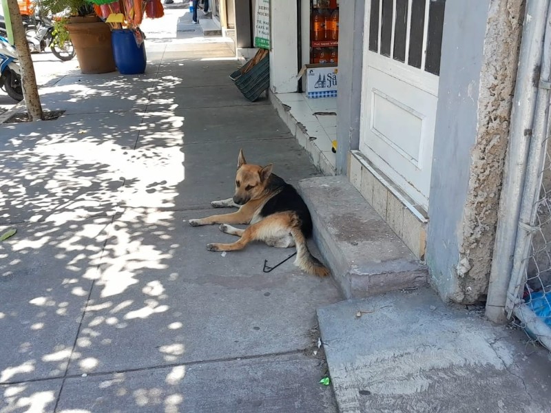 Al menos 4 reportes diarios de maltrato animal en Sahuayo