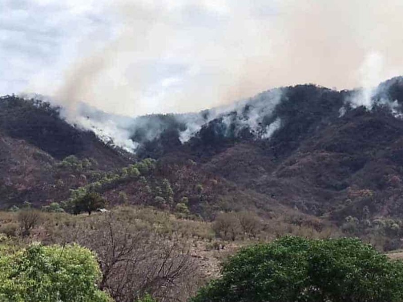 Álamos: Animales huyen de las llamas del incendio forestal