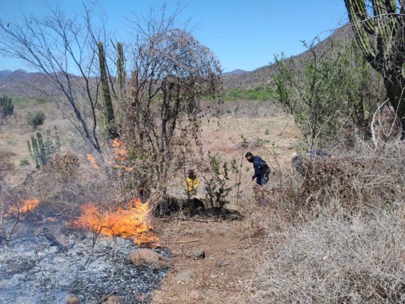Álamos: Incendios forestales sin cesar, registran otro en la Higuera