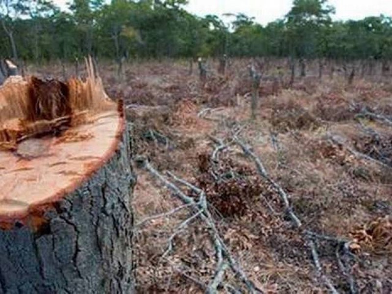 Alarmante devastación de extensión forestal en Chiapas
