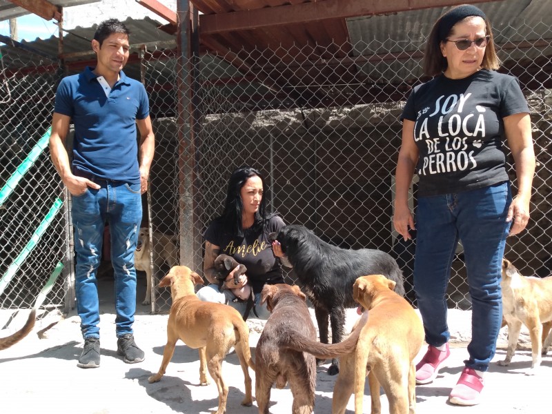 Albergue para mascotas en Purísima del Rincón agoniza