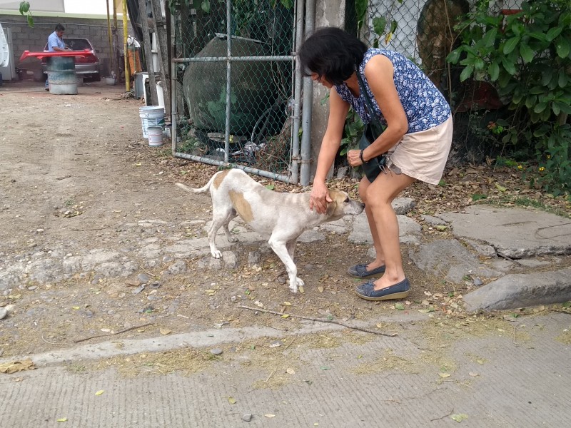 Albergues de mascotas están saturados