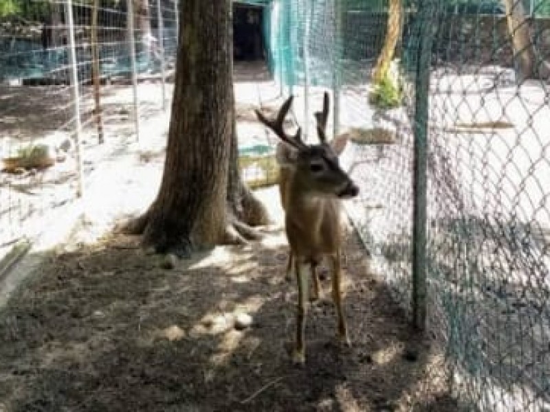 Alcalde reconoce muerte de animales en zoológico