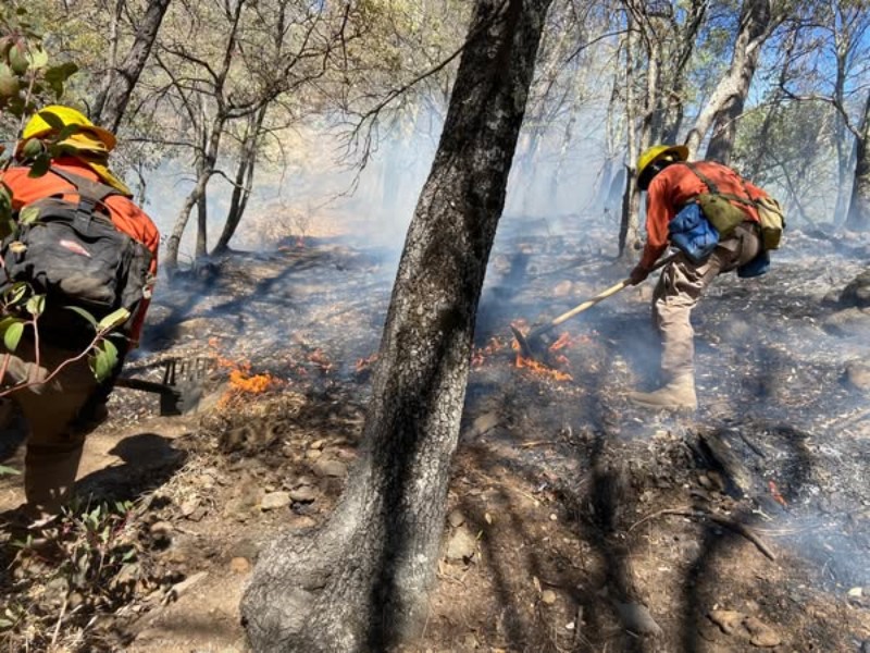 Alcanza 50% de control en incendio forestal en Nácori Chico