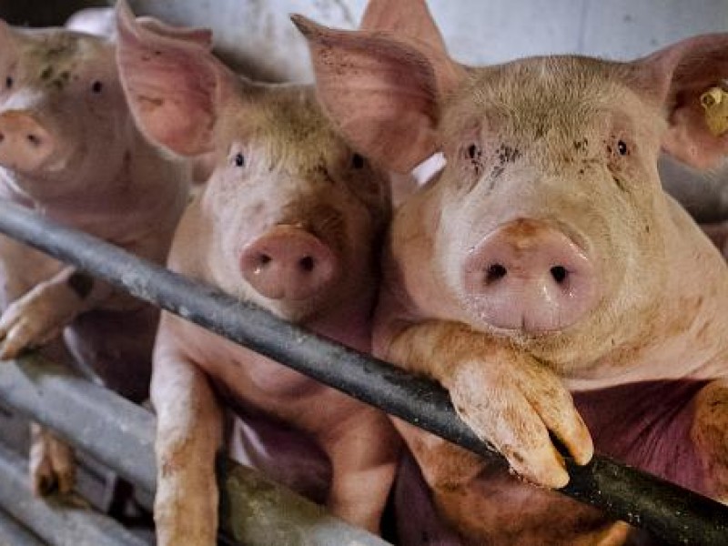 Alemania confirma presencia de peste porcina africana