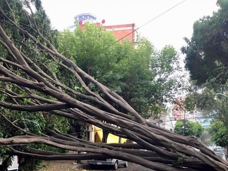 Alerta amarilla 12 alcaldías por fuertes vientos y caída árboles