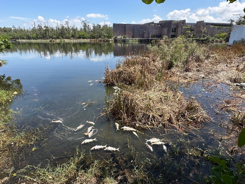 Alerta Ambiental en la Laguna del Camarón de Mazatlán