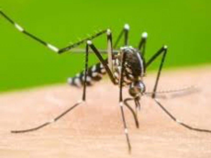 Alerta aumento en casos de dengue