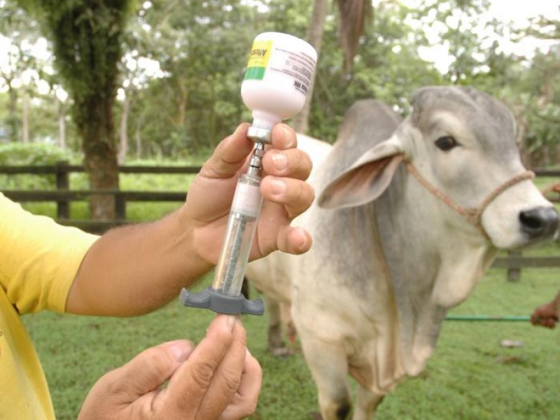 Nueva alerta por brote de fiebre aftosa