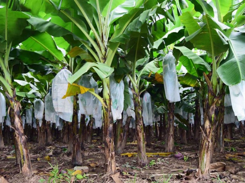 Alerta fitosanitaria por hongo; afecta plantaciones de platano