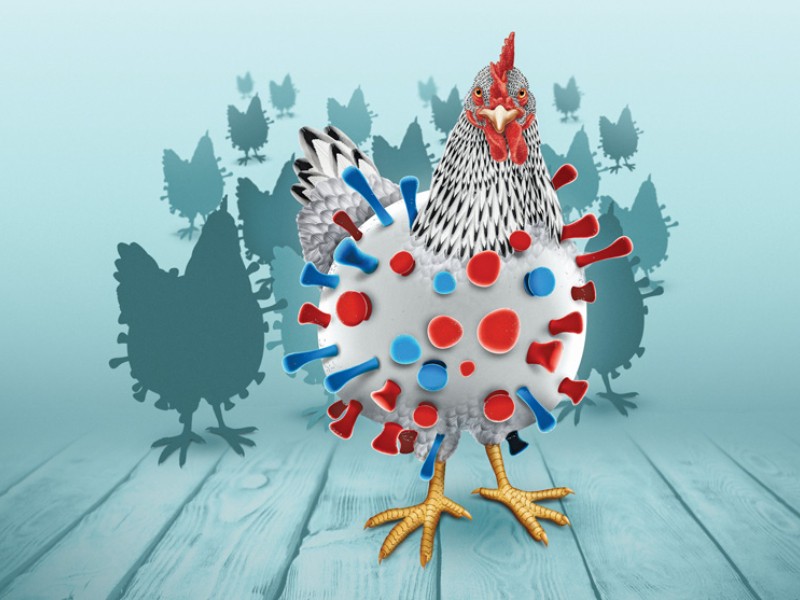 Alerta: nueva cepa de gripe aviar H5N1 más letal que la europea