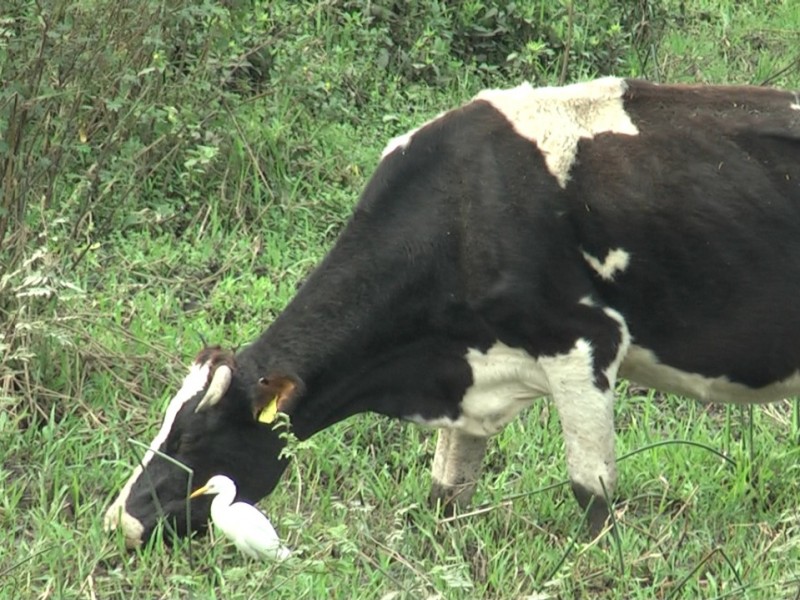 Alerta por destace de ganado en Tuxpan