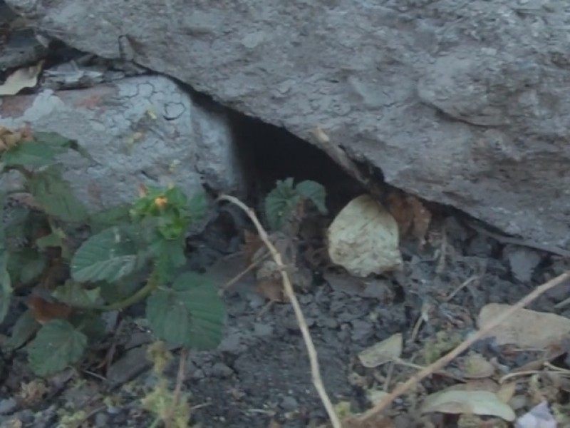 Alerta por picadura de araña Violinista