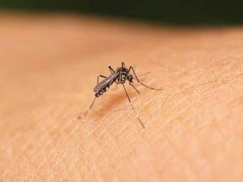 Alerta por posible brote de dengue en Zamora