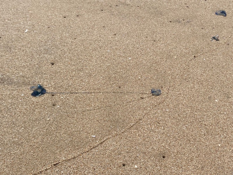 Alerta por Quemadores en Playas de Mazatlán