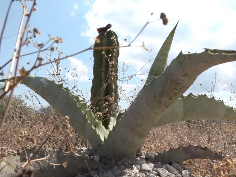 ¡Alerta! Por saqueo de magueyes en la Reserva Tehuacán-Cuicatlán