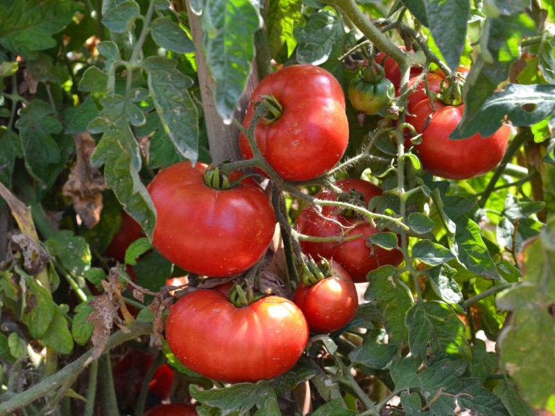 Alerta productores por virus rugoso en tomate