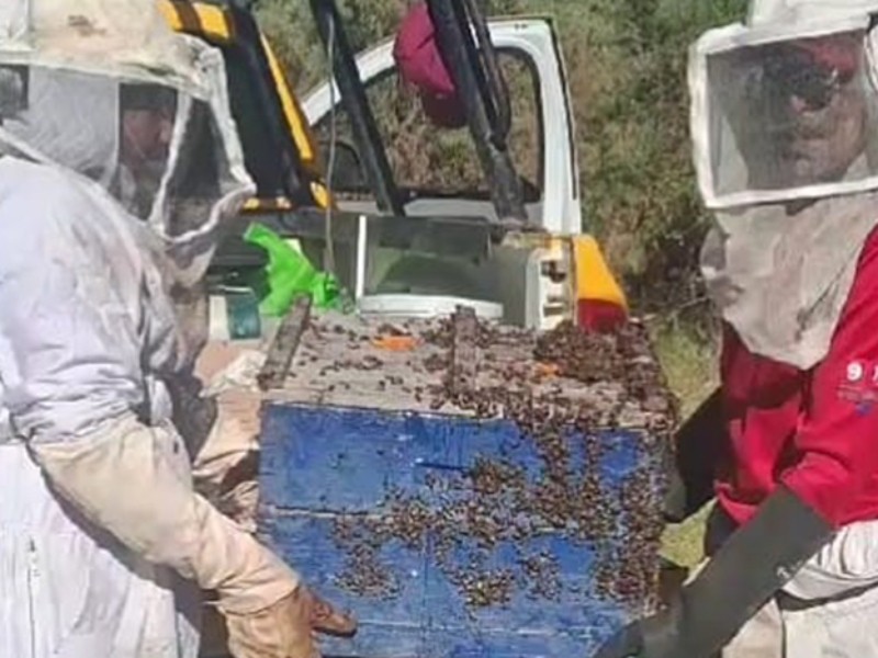 Alerta Protección Civil en Guasave por ataque de abejas