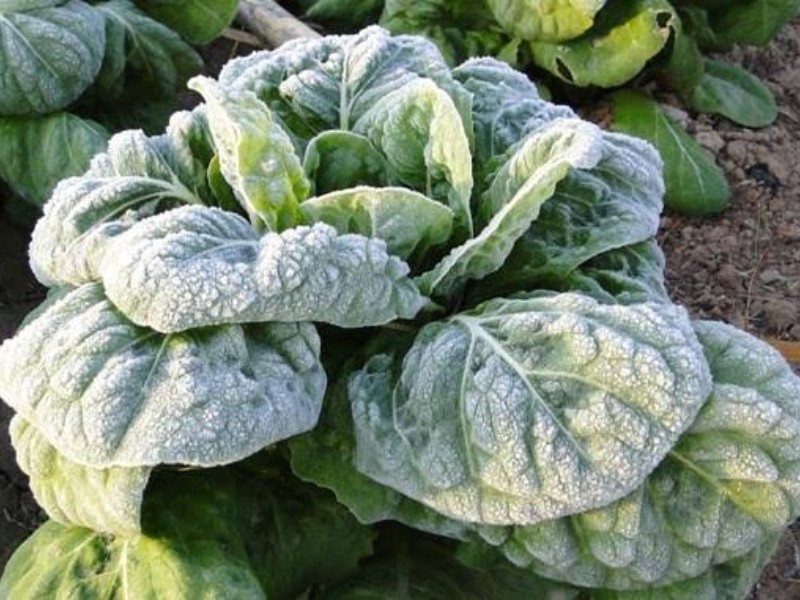 Alertan a horticultores de Guasave de seguros agrícolas fraudulentos