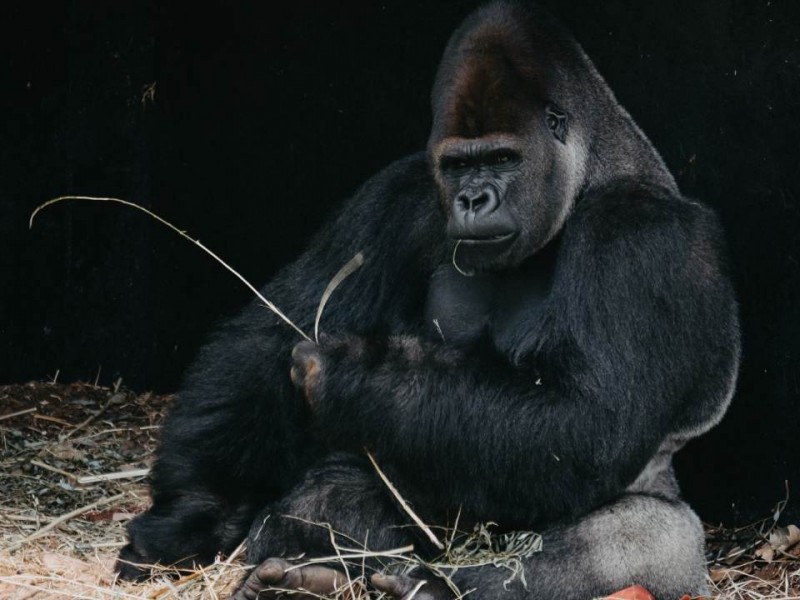 Alertan a pobladores por gorila extraviado en Hidalgo