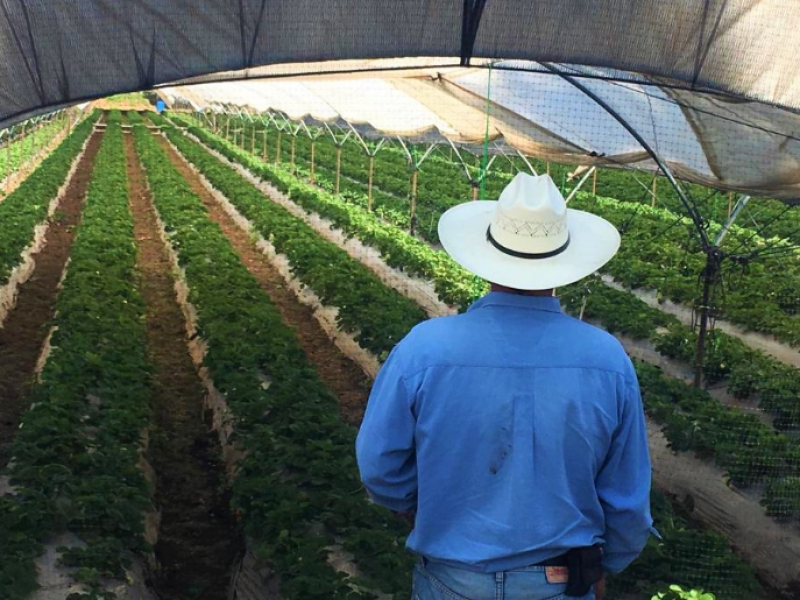 Alertan a productores agrícolas de posibles fraudes