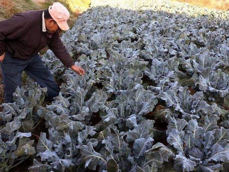 Alertan a productores ante posibilidad de heladas