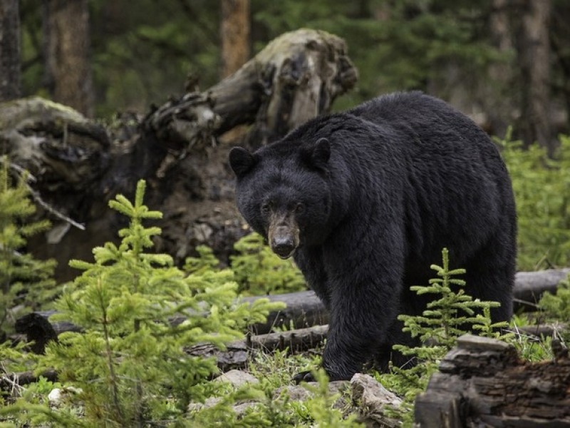 Alertan avistamientos de oso negro en Coahuila