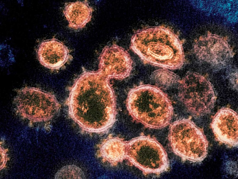 Alertan en Dinamarca por mutación del coronavirus